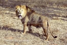 Image du Maroc Professionnelle de  MAX un jeune lion de l'atlas âgé de 7 ans effectue sa première sortie de cage depuis sa naissance au zoo de Témara près de Rabat. Mardi 27 Avril 1999. (Photo / Abdeljalil Bounhar) 